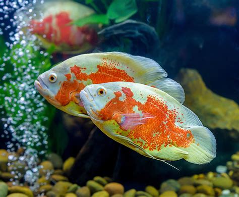 The oscar fish can become large, and most of the species can reach up to 12 inches. Oscar Fish Behavior - Pet Ponder