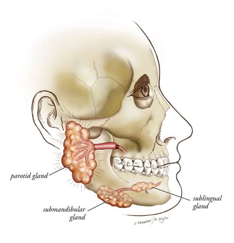Salivary Gland Disorders Otolaryngologyhead And Neck Surgery