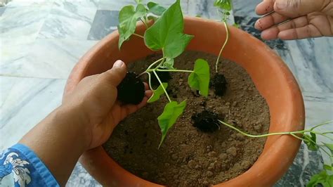 Morning glory species belong to many genera. How to grow morning glory from seed - YouTube
