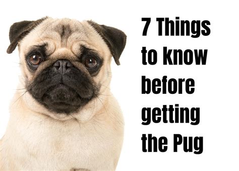 Discover 7 Interesting Facts About Pugs