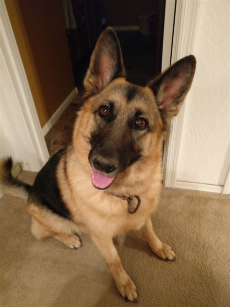 Our German Shepherd Knows Shes A Good Girl Raww