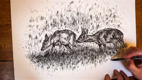 Roe Rut Pen Drawing Time Lapse By Brent Norbury Youtube