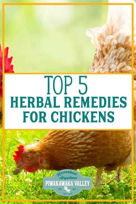 5 Herbal Medicines For Chicken Illnesses Natural Remedies For Poultry