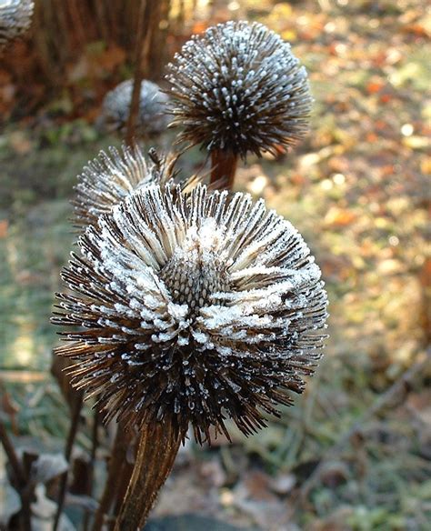 Filefrosted Seedhead Wikimedia Commons