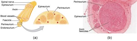 This is a cross section through decalcified bone. Diagram Nerve Labeled - Arocreative