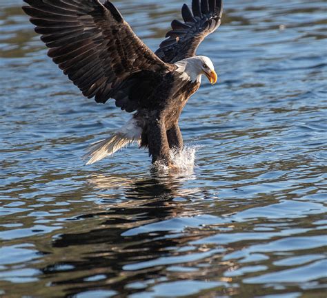 Bald Eagle Fishing Photograph By Jon Asper Pixels