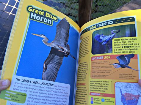 A Geek Daddy National Geographic Kids Bird Guide Of North America