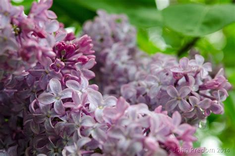 Smell Em By John Predom On Capture My Vermont Lilac Bushes Bloom I