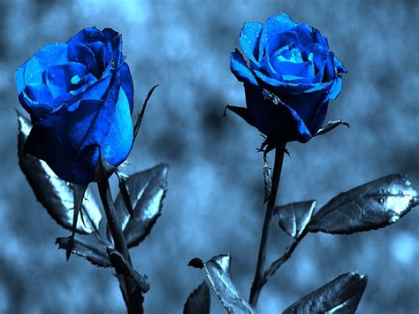 Free Download Blue Roses Wallpaper Hd For Walls For Mobile Phone
