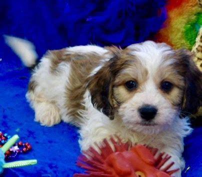 It's also free to list your available puppies and litters on our site. Cavachon Puppies Prices & Puppy Breeder in Iowa | Century Farm Puppies in 2020 | Cavachon ...
