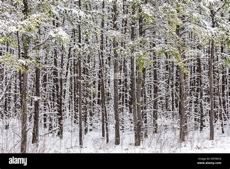Boreal Forest In Winter Thunder Bay Ontario Canada Stock Photo Alamy