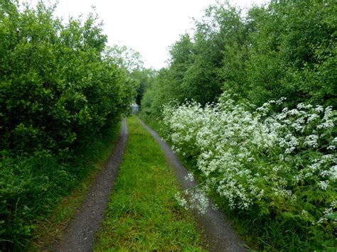 Overgrown Lane Cranny © Kenneth Allen Cc By Sa20 Geograph Ireland