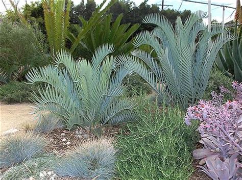 Aanda Cycads At Jurassic Garden 11225 Canoga Avenue Chatsworth Ca 9131 Perfect Plants Plants