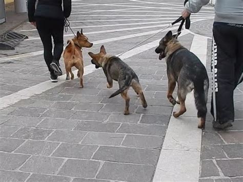 Pastore tedesco in vendita in animali: PASTORE TEDESCO VS AMSTAFF! - YouTube