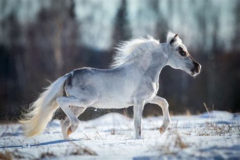.argentina, a herd of horses (presumably andalusian blood) during the migration accidentally fell horse falabella — excellent jumping horse, overcoming various obstacles. The Falabella Miniature Horse
