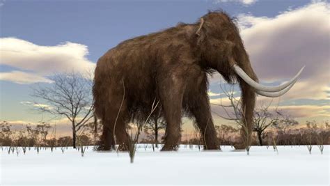 An Animation Of A Woolly Mammoth Walking Through Royalty Free Video