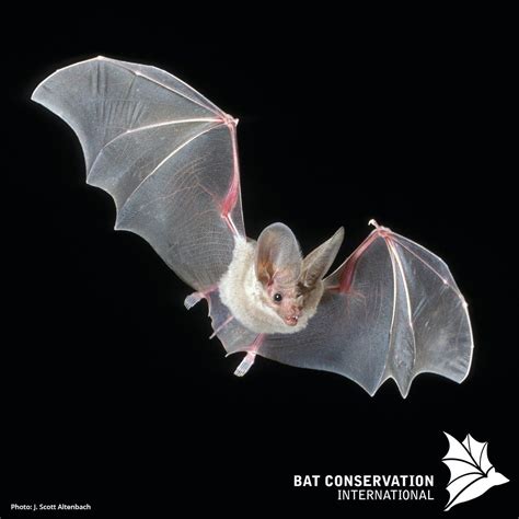 Bats Are Mammals That Belong To The Order Of Chiroptera The Forelimbs