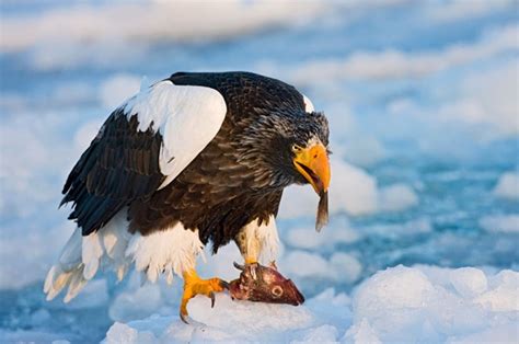 Steller's sea eagles are protected in russia, japan, south korea, and china, but the population is still in decline. Stellers zeearend - Haliaeetus pelagicus