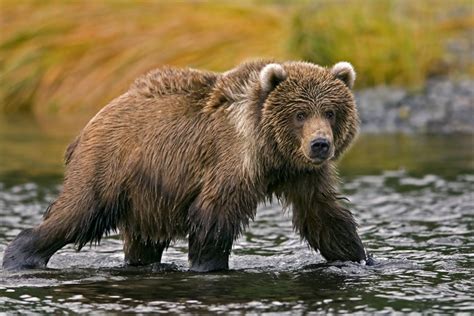 48 Kodiak Bear Wallpaper