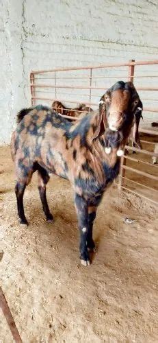 Brown Sirohi Male Breeder At Rs 500kg In Nasrullaganj Id 22989256888
