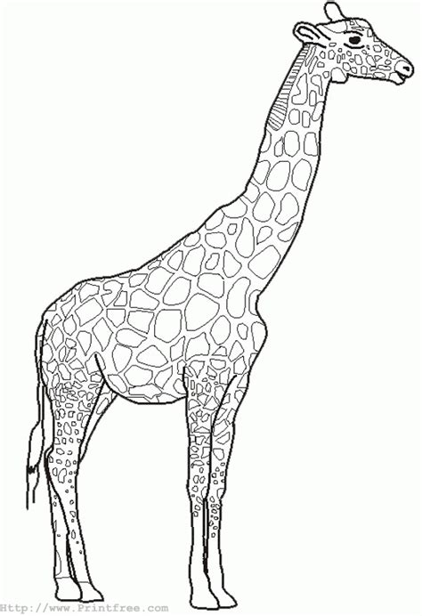 From their ossicones to their long necks, from their spots to their tongue, giraffes just stand out. giraffe outline image