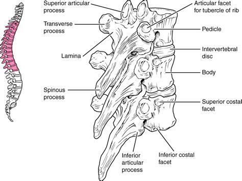 The Vertebral Column Anatomy And Physiology I