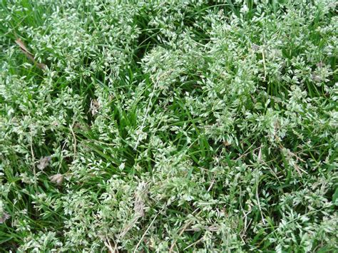 Learn to identify weeds and grass types in your lawn. identification - What is this weedy grass and how can I control it? - Gardening & Landscaping ...