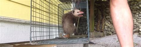 How To Get Rid Of Hartford County Opossums In The Attic