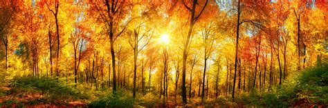 Forest Panorama In Autumn Stock Photo Download Image Now Istock