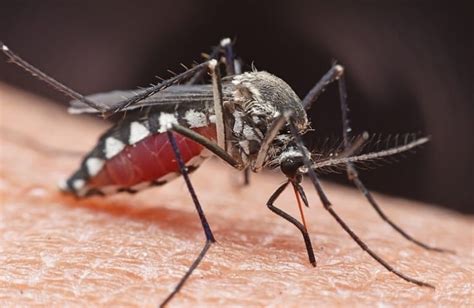 Do Mosquitoes Bite Through Clothes What Makes It Harder For Them