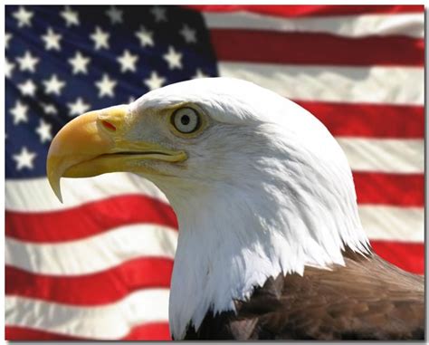 44 Bald Eagle American Flag Wallpaper On Wallpapersafari American