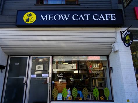 Meow Cat Café Lattes And Cat Love The World As I See It