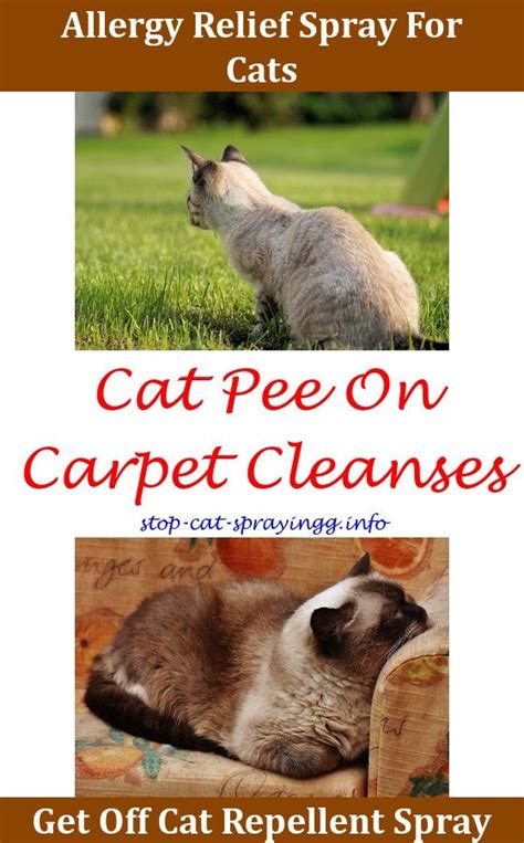 Use both of these natural repellents to your advantage. Pin on Cat Deterrent Spray Diy