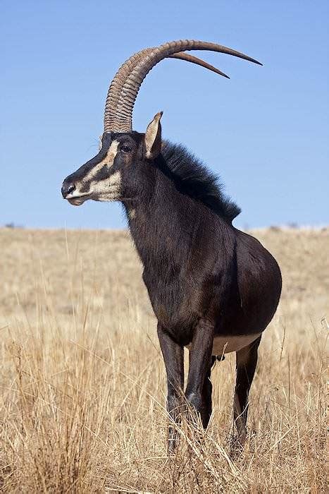 Trophy Hunting The Sable Antelope In South Africa Ash Adventures