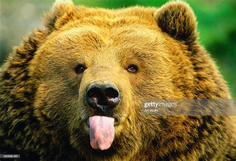 Kodiak Brown Bear Headshot High Res Stock Photo Getty Images