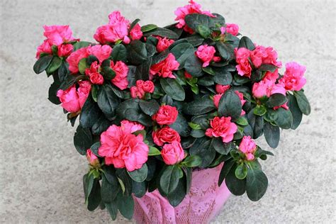How To Grow And Care For Florists Azaleas Indoors