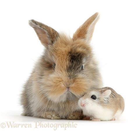 Cute Baby Bunny And Roborovski Hamster Photo Wp40460