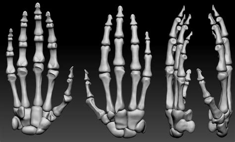 Human Hand Bones Wrist Skeleton 3d Model Cgtrader