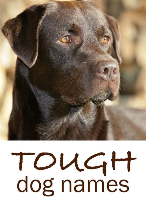 Strong Female Dog Names And Meanings Top Dog Information