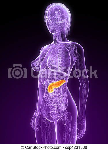 Female Anatomy Pancreas 3d Rendered Illustration Of A Transparent