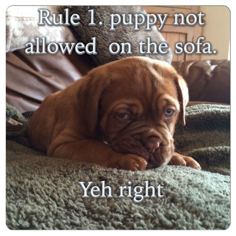Dogue De Bordeaux Puppy 8 Weeks Bordeaux Dog French Mastiff Funny Dogs