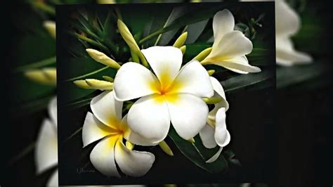 Flor de Mayo (Plumeria) 💐💐💐💐 - YouTube