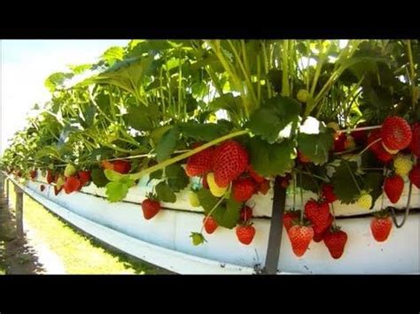 Instead, purchase a strawberry plant or runner from a nursery. Covering the basics of how we grow hydroponic strawberries ...