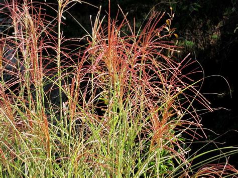 The Best Ornamental Grasses For Fall Color