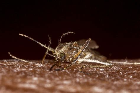Smashed Mosquito On My Arm Culicidae Diptera Woodbridg Flickr