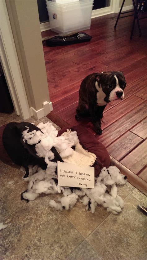 Best Shameful Looks Boston Terriers Dogshaming