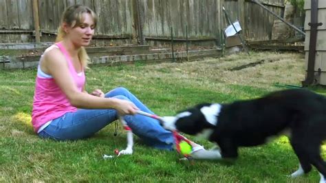 Teach Your Dog Proper Tug Of War Youtube