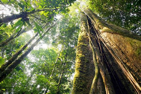 South American Rainforest Trees