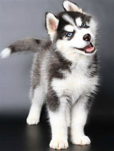 25 Best Breed Board Husky Images On Pinterest Siberian Huskies