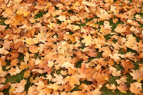 Pile Of Orange Maple Leaves Stock Photo Image Of Environment